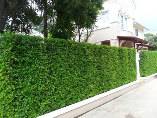 inspirasi model pagar rumah